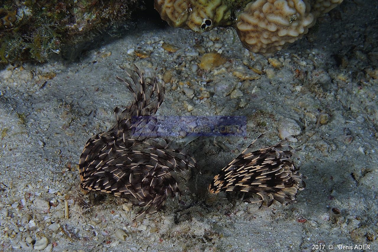 Sabellea-sp Vers sabelle fluo-Safaga Tobia Soraya-15m-20171122-Denis-ADER-DSC_3467_tn.jpg
